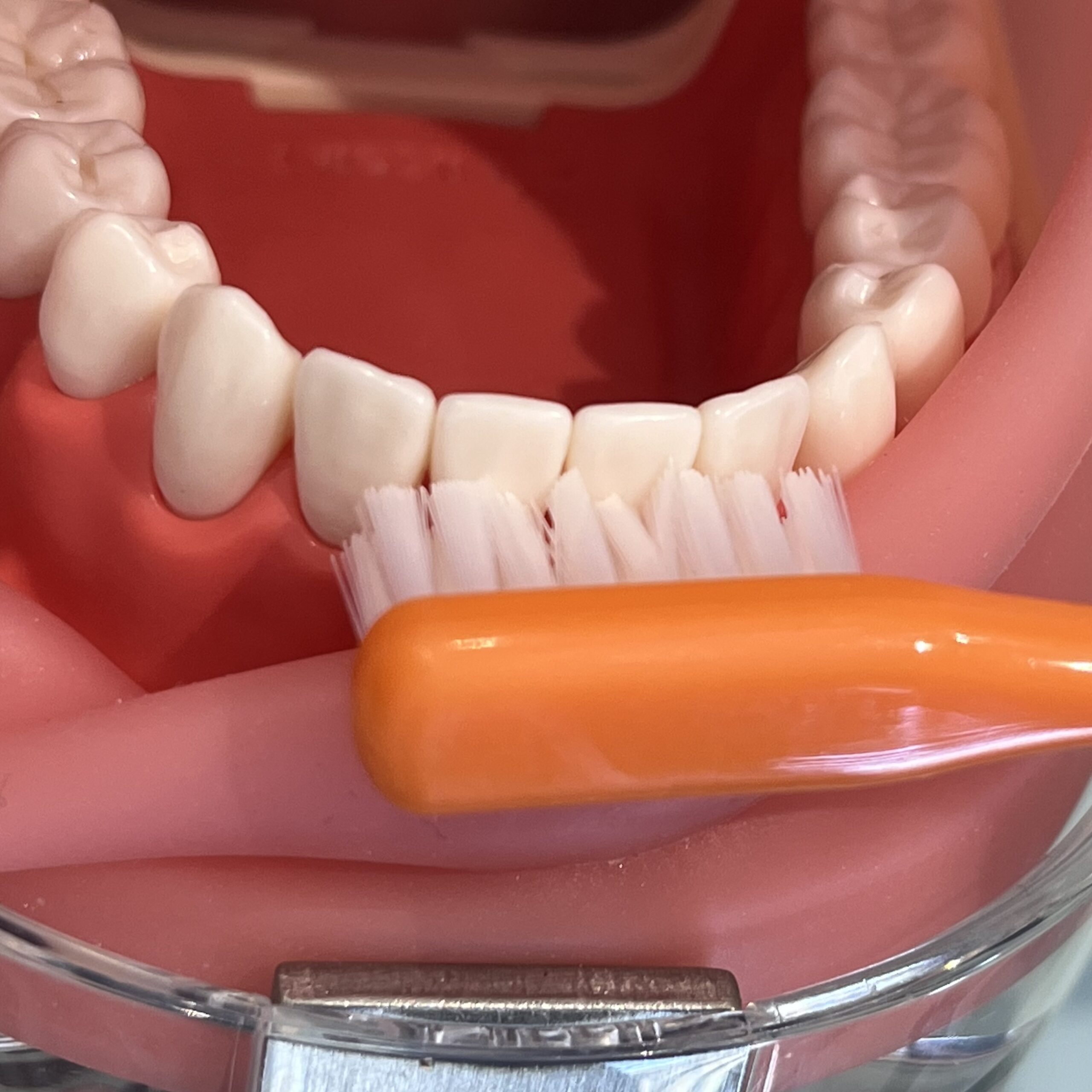 正しい歯の磨き方/歯磨き粉の役割について知っていますか！？